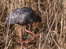 Poule sultane, Talève sultane, Porphyrion bleu Porphyrio porphyrio (Linnaeus, 1758)