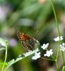 Mélitée de la Lancéole (La), Mélitée des Scabieuse Melitaea parthenoides Keferstein, 1851