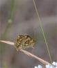Mélitée de la Lancéole (La), Mélitée des Scabieuse Melitaea parthenoides Keferstein, 1851