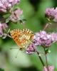 Mélitée de la Lancéole (La), Mélitée des Scabieuse Melitaea parthenoides Keferstein, 1851