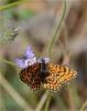Mélitée de la Lancéole (La), Mélitée des Scabieuse Melitaea parthenoides Keferstein, 1851