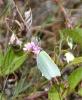 Citron (Le), Limon (Le), Piéride du Nerprun (La) Gonepteryx rhamni (Linnaeus, 1758)