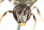  Lasioglossum albipes (Fabricius, 1781)