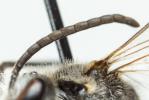  Lasioglossum albipes (Fabricius, 1781)