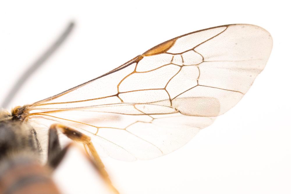 Le  Lasioglossum albipes (Fabricius, 1781)