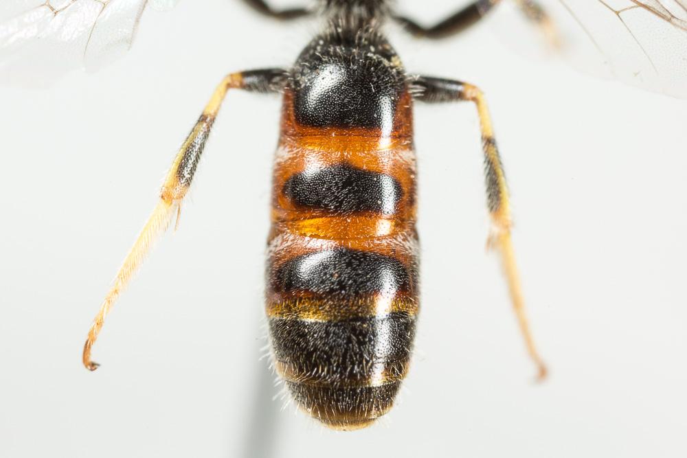 Le  Lasioglossum albipes (Fabricius, 1781)