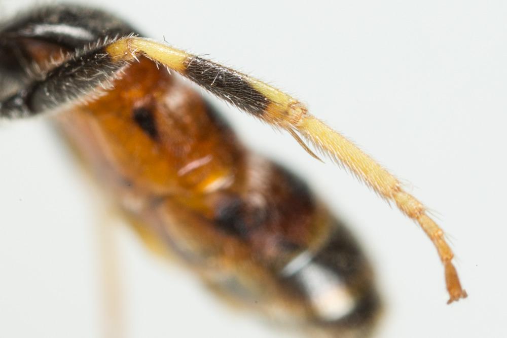 Lasioglossum albipes (Fabricius, 1781)