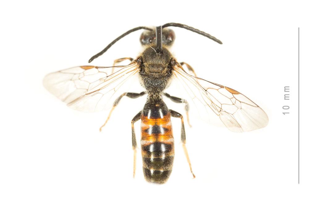 Lasioglossum calceatum (Scopoli, 1763)