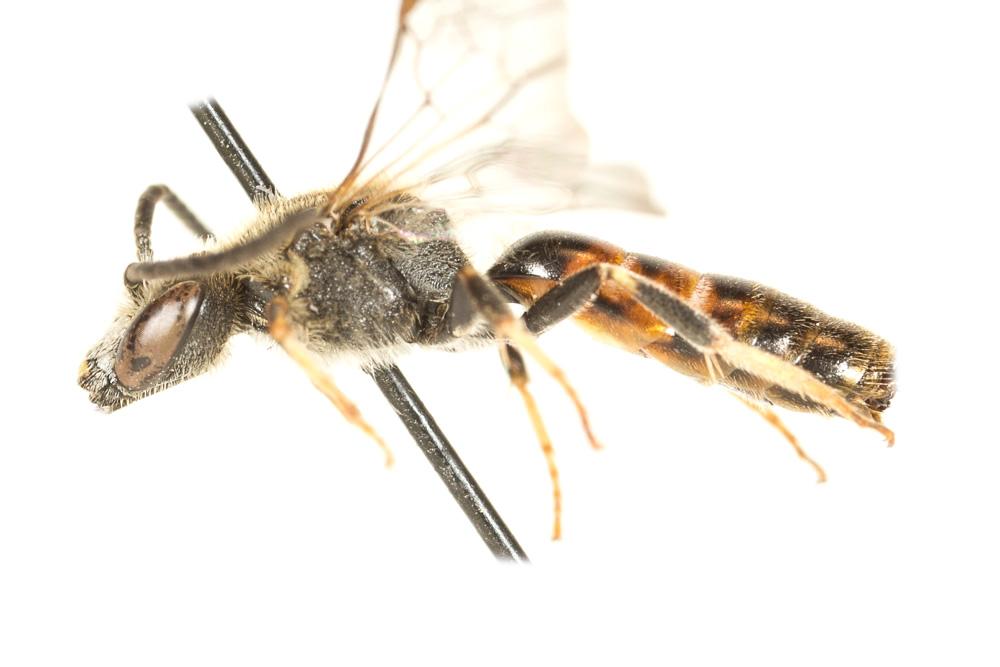 Lasioglossum calceatum (Scopoli, 1763)