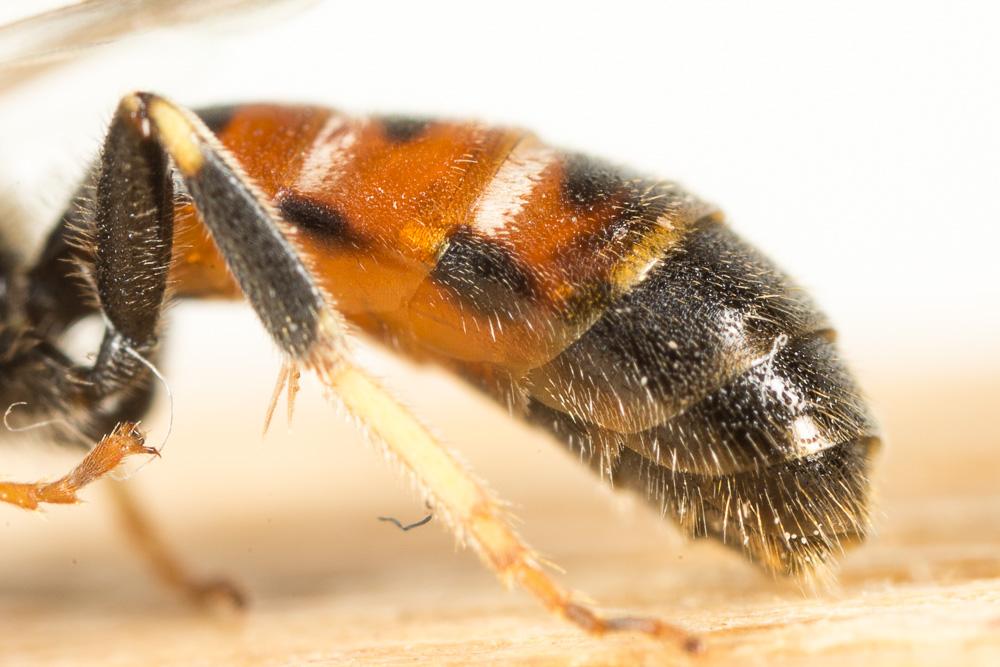 Lasioglossum calceatum (Scopoli, 1763)