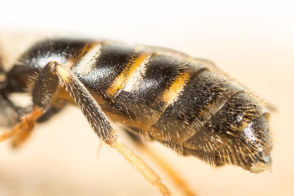 Lasioglossum calceatum (Scopoli, 1763)