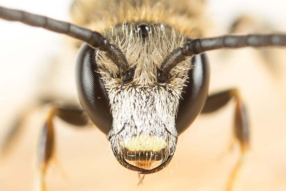 Lasioglossum calceatum (Scopoli, 1763)