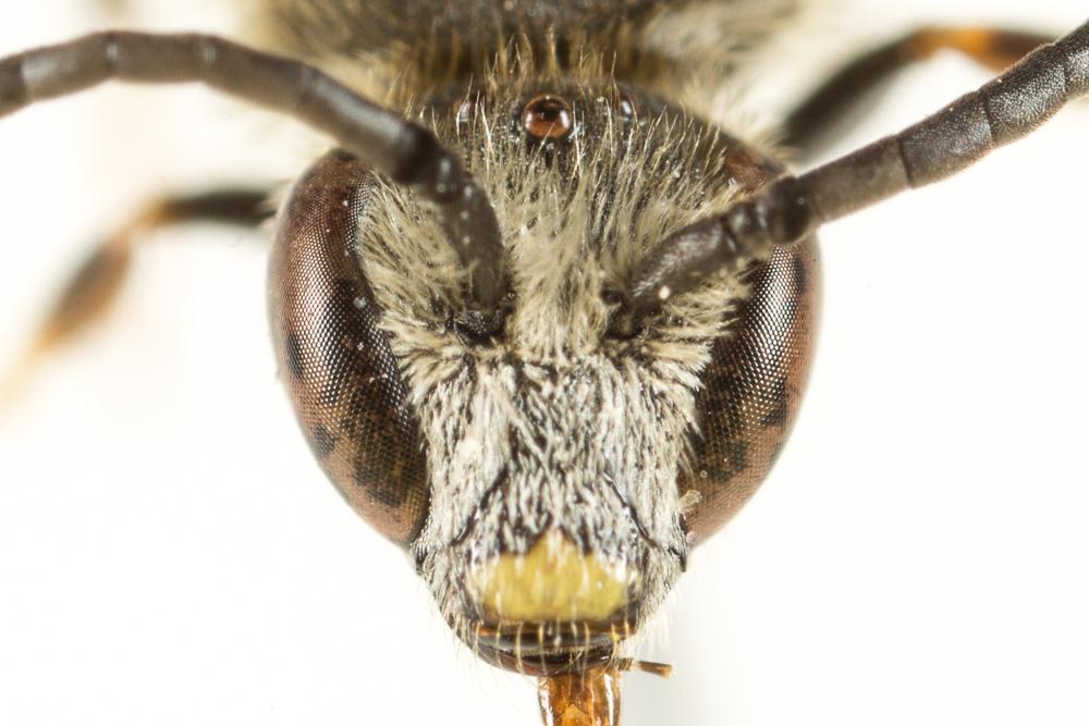 Lasioglossum calceatum (Scopoli, 1763)