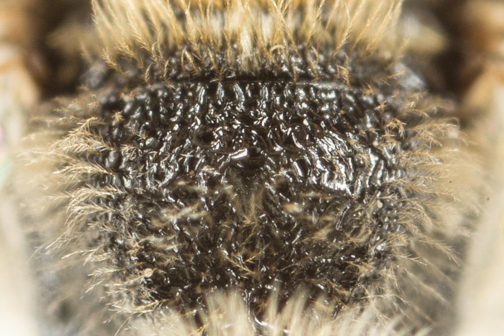 Lasioglossum calceatum (Scopoli, 1763)