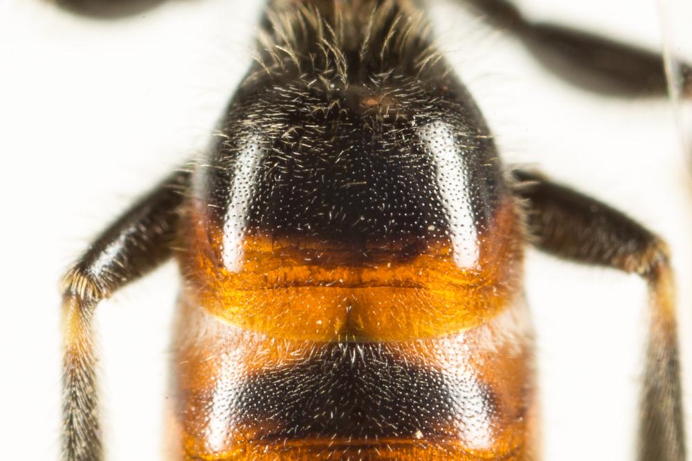 Lasioglossum calceatum (Scopoli, 1763)