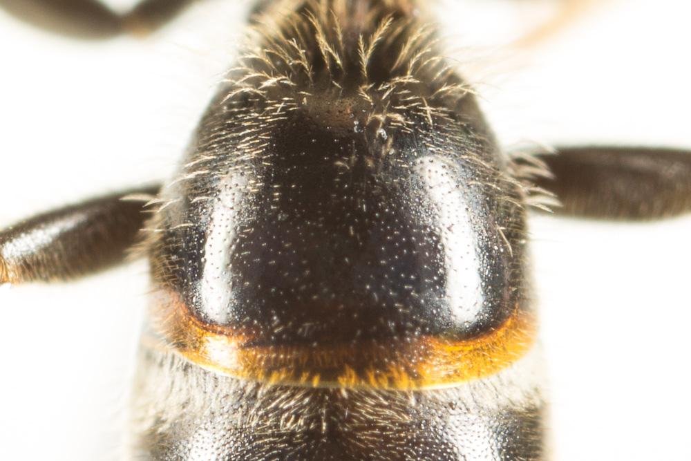 Lasioglossum calceatum (Scopoli, 1763)