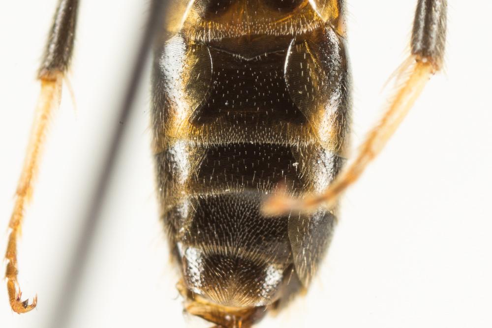 Lasioglossum calceatum (Scopoli, 1763)