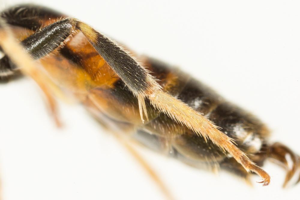 Le  Lasioglossum calceatum (Scopoli, 1763)