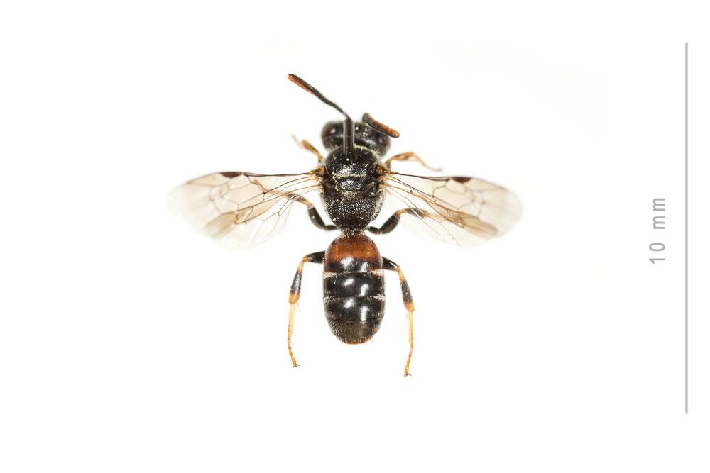  Lasioglossum interruptum (Panzer, 1798)