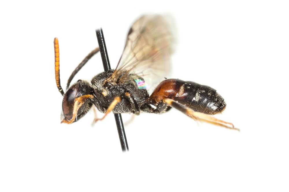  Lasioglossum interruptum (Panzer, 1798)