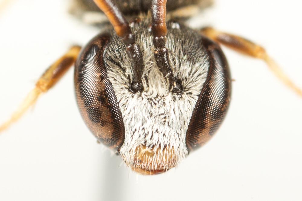  Lasioglossum interruptum (Panzer, 1798)