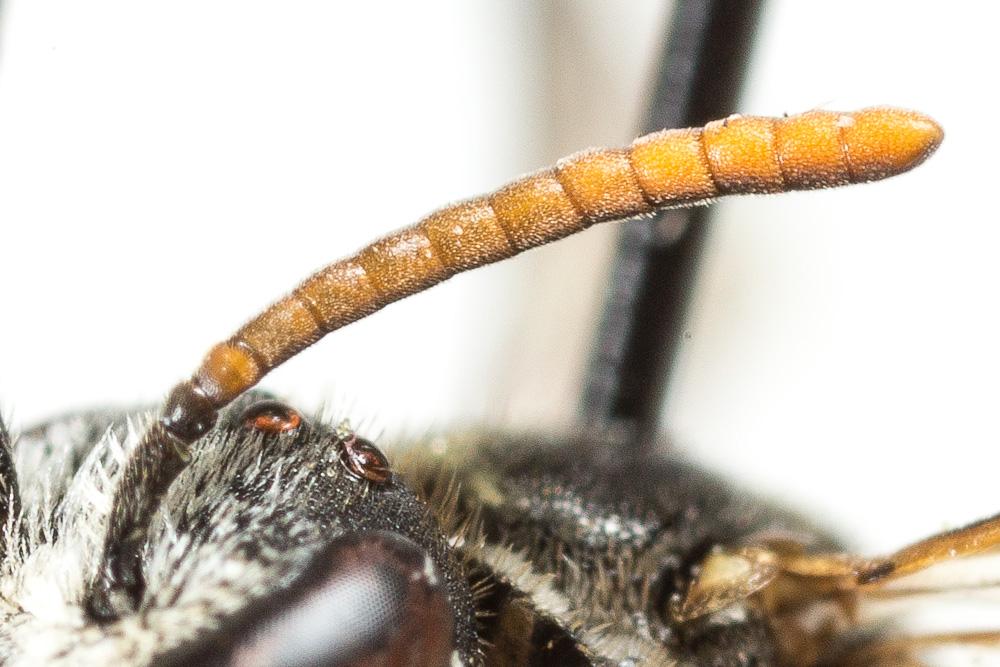  Lasioglossum interruptum (Panzer, 1798)