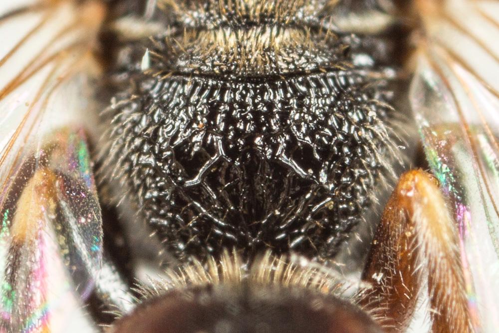  Lasioglossum interruptum (Panzer, 1798)