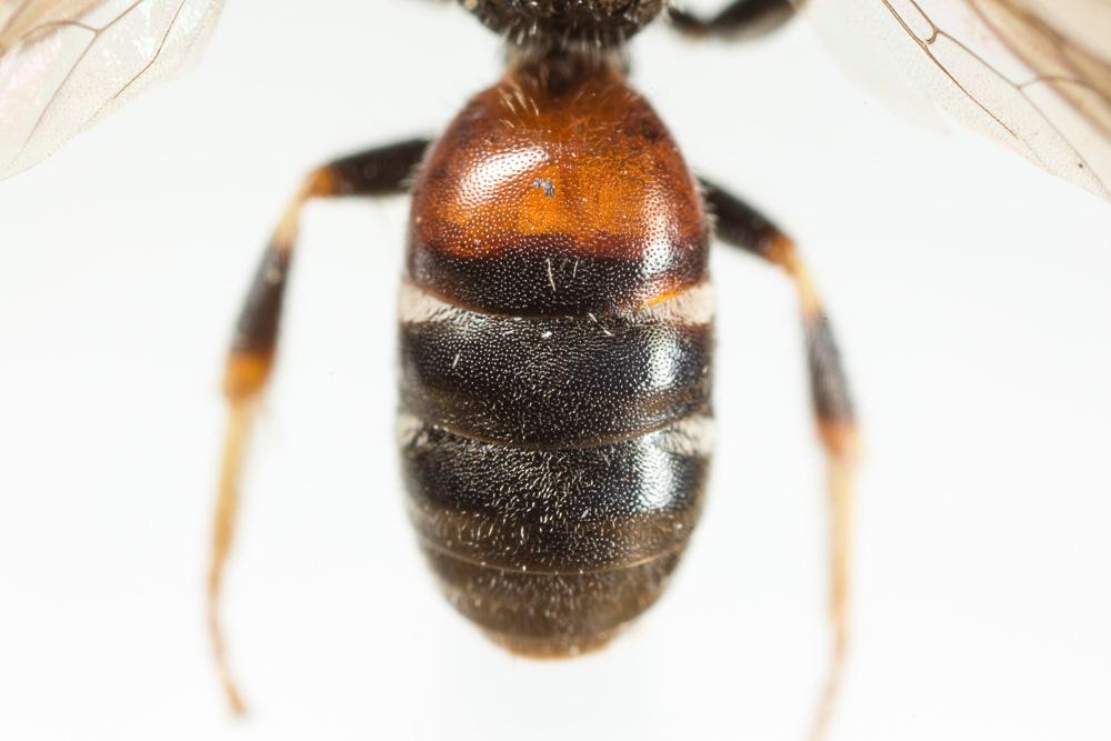  Lasioglossum interruptum (Panzer, 1798)