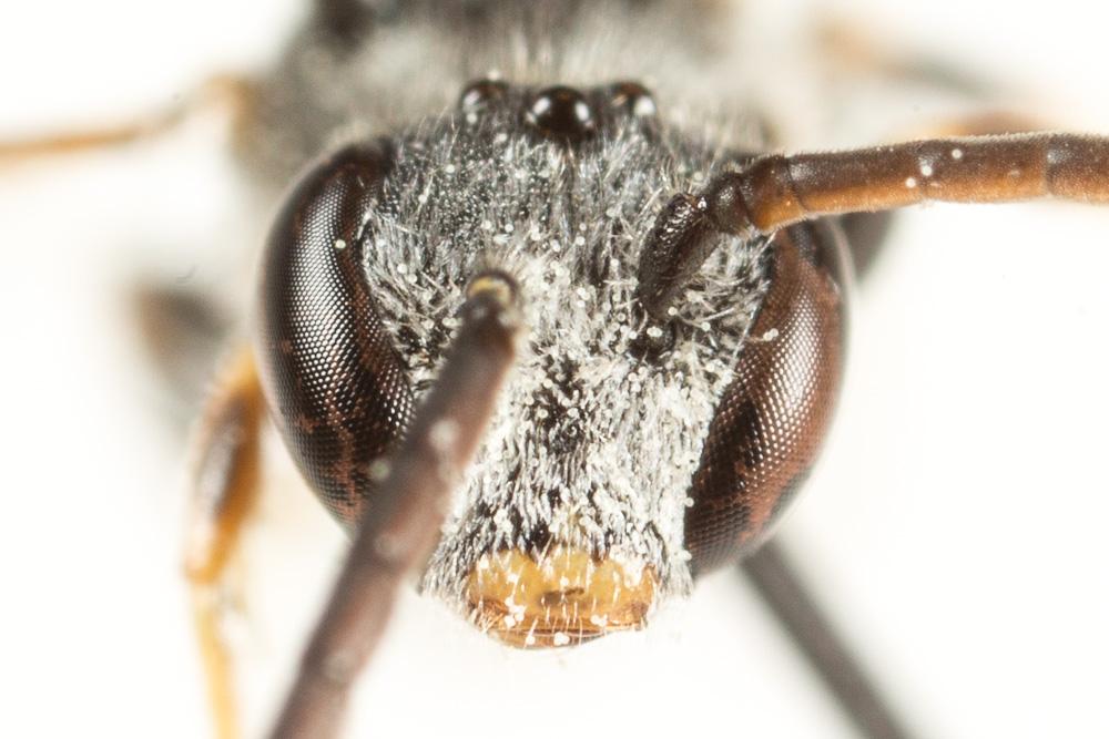  Lasioglossum laticeps (Schenck, 1868)