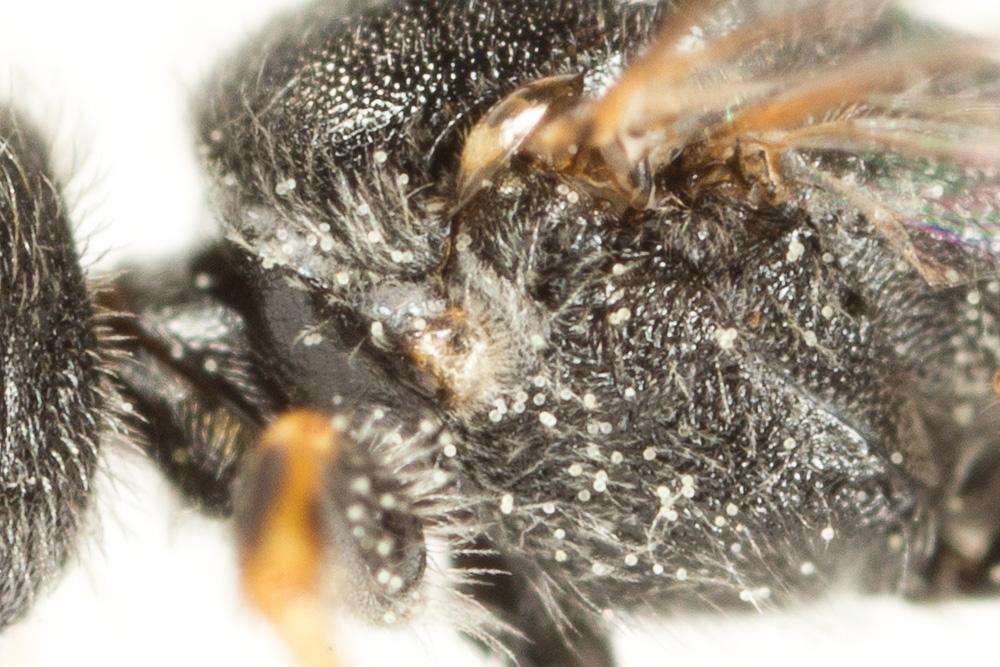  Lasioglossum laticeps (Schenck, 1868)