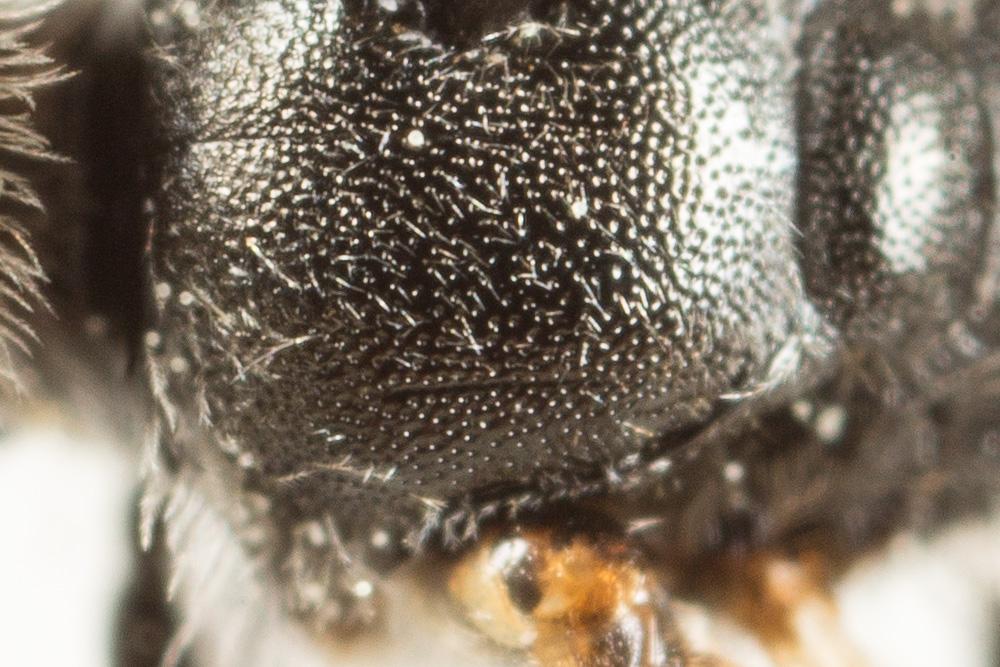  Lasioglossum laticeps (Schenck, 1868)