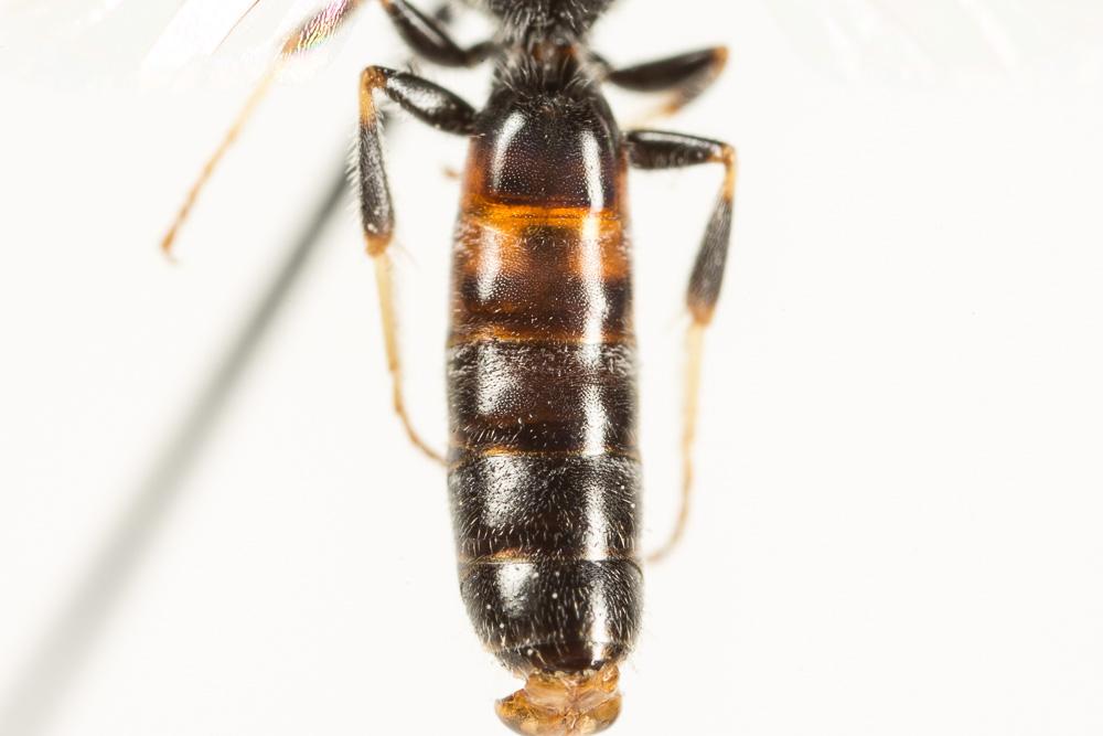  Lasioglossum laticeps (Schenck, 1868)