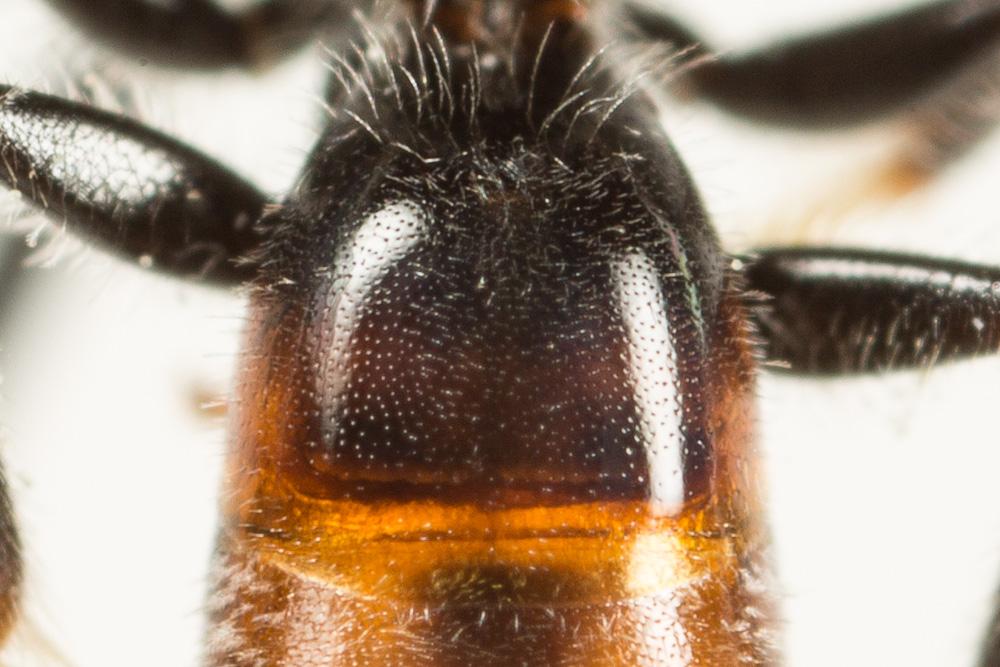  Lasioglossum laticeps (Schenck, 1868)