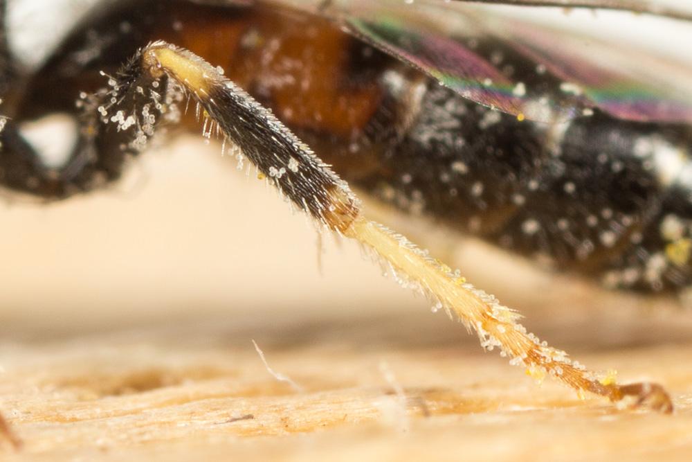  Lasioglossum laticeps (Schenck, 1868)