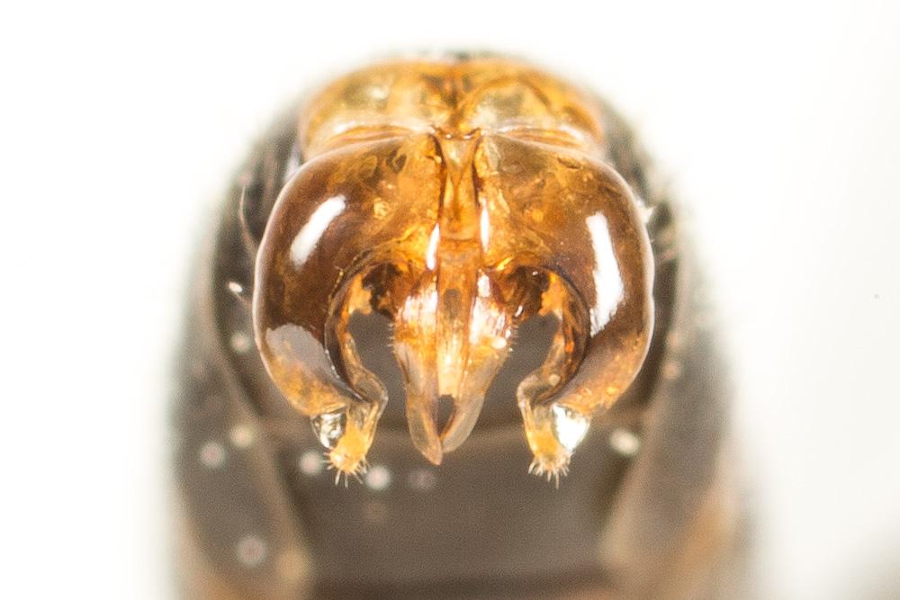  Lasioglossum laticeps (Schenck, 1868)