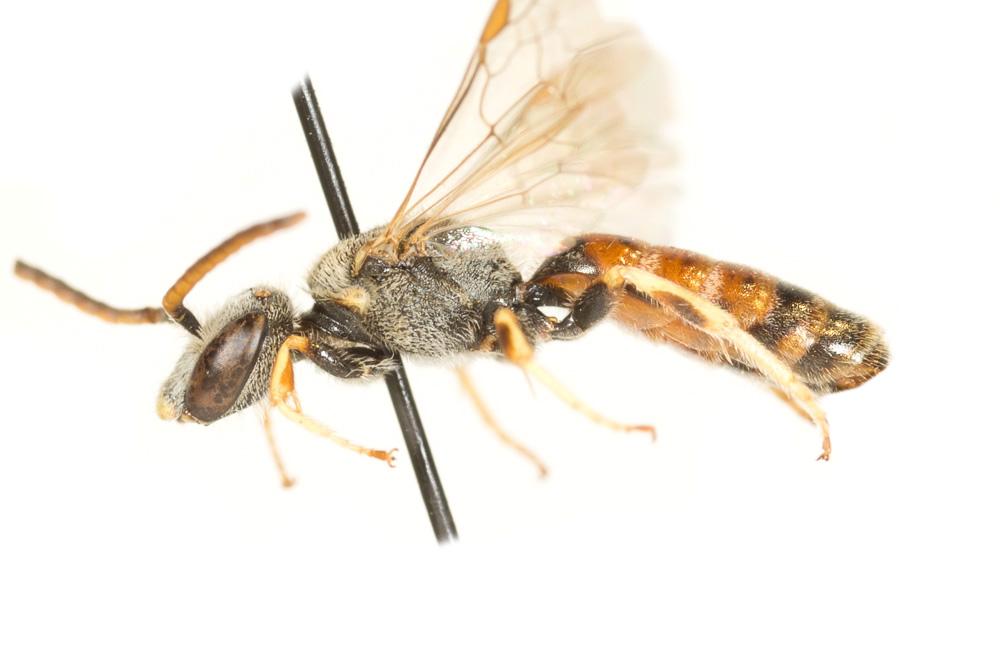  Lasioglossum malachurum (Kirby, 1802)