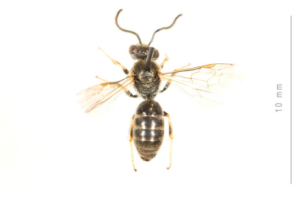  Lasioglossum malachurum (Kirby, 1802)