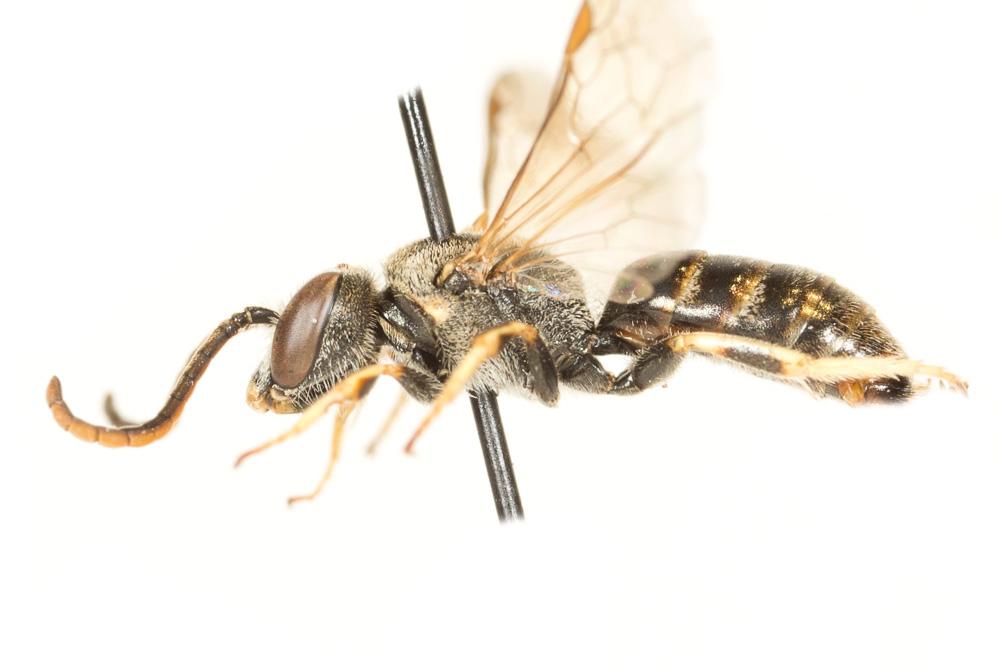  Lasioglossum malachurum (Kirby, 1802)