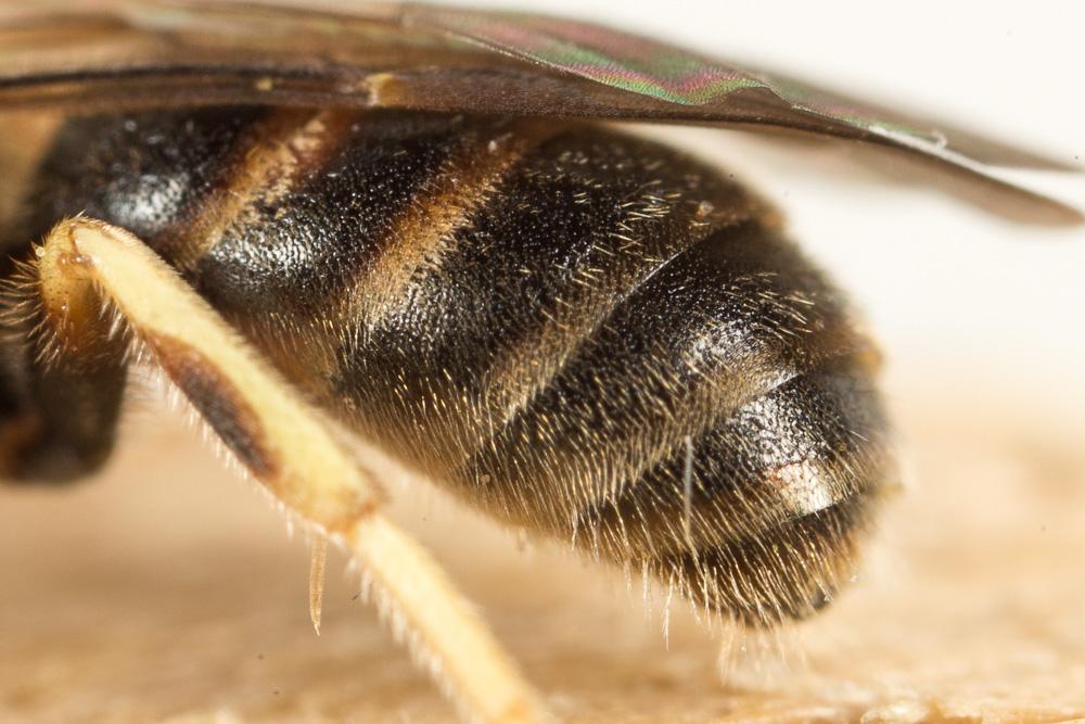  Lasioglossum malachurum (Kirby, 1802)