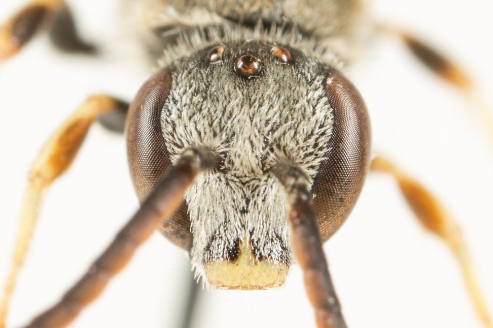  Lasioglossum malachurum (Kirby, 1802)