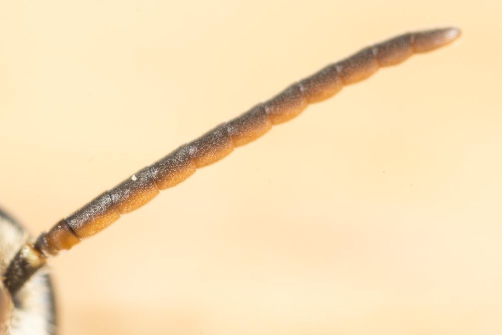  Lasioglossum malachurum (Kirby, 1802)