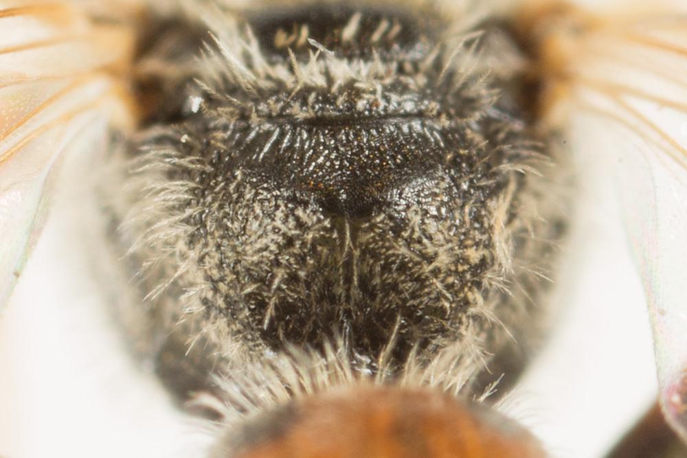  Lasioglossum malachurum (Kirby, 1802)