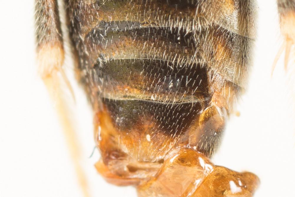  Lasioglossum malachurum (Kirby, 1802)