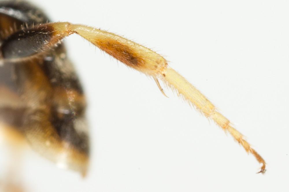  Lasioglossum malachurum (Kirby, 1802)