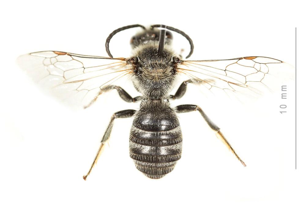  Lasioglossum albocinctum (Lucas, 1849)