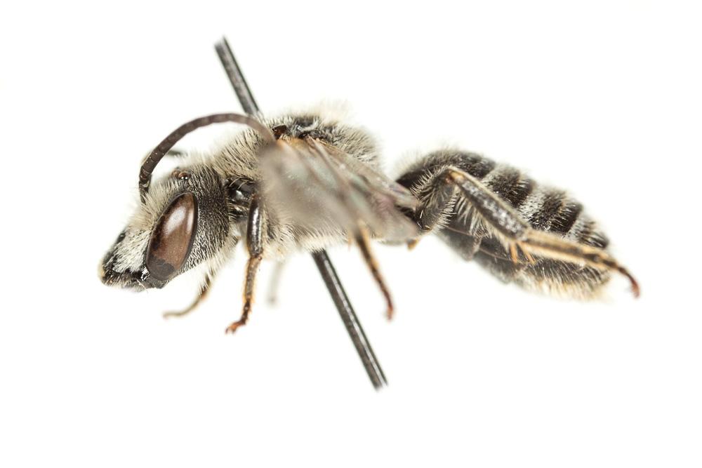  Lasioglossum albocinctum (Lucas, 1849)
