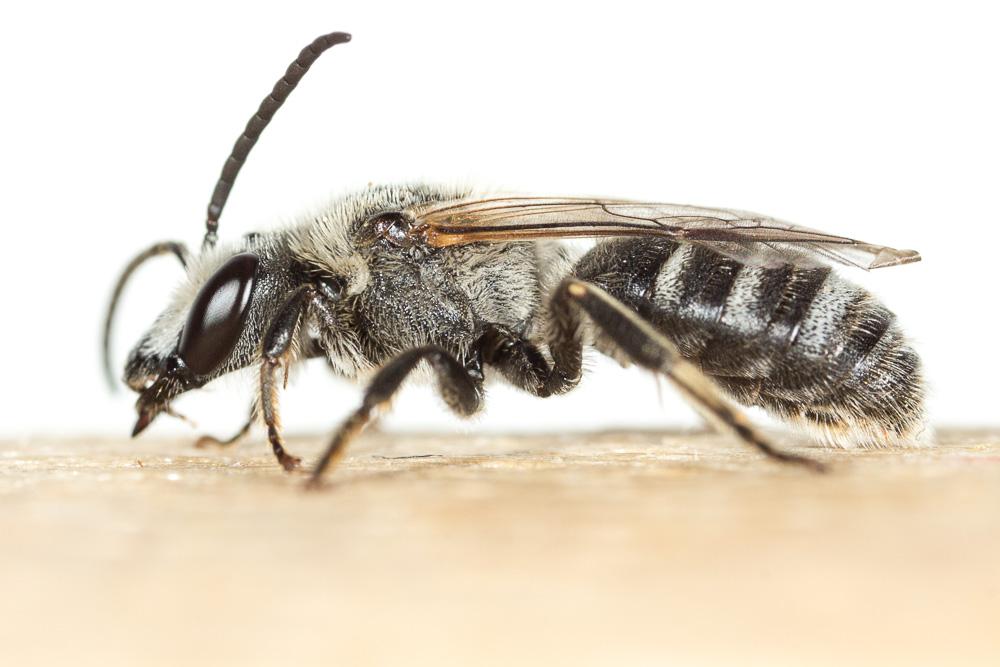  Lasioglossum albocinctum (Lucas, 1849)