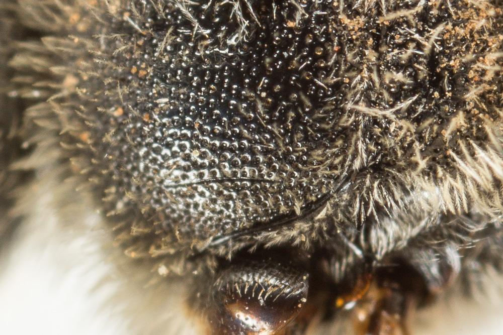  Lasioglossum albocinctum (Lucas, 1849)