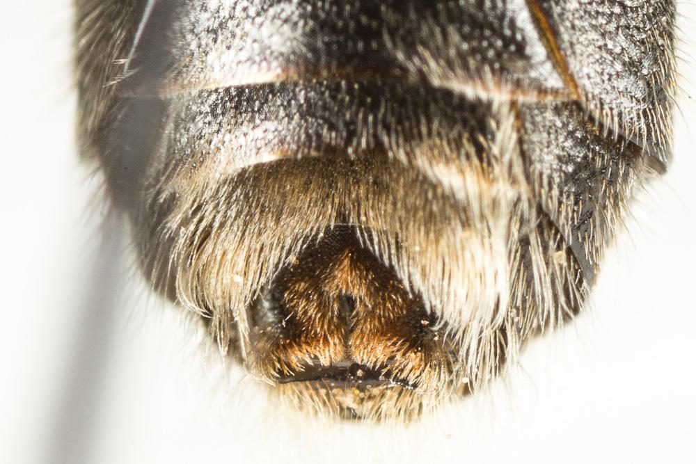  Lasioglossum albocinctum (Lucas, 1849)