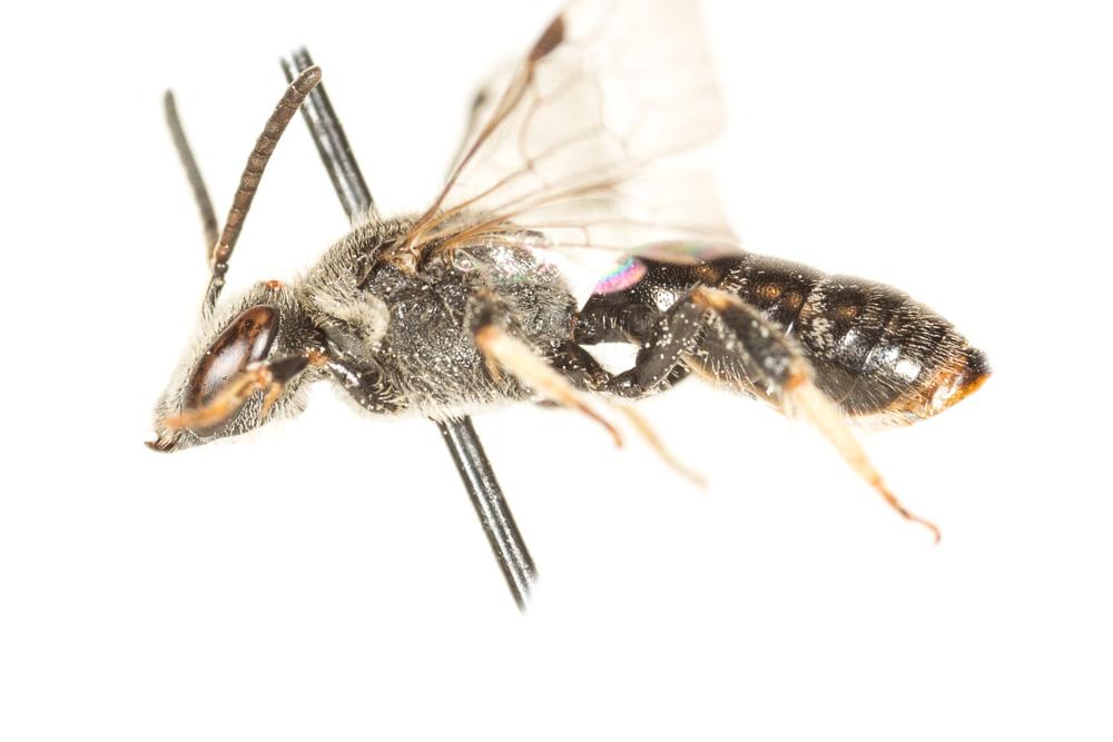  Lasioglossum bimaculatum (Dours, 1872)